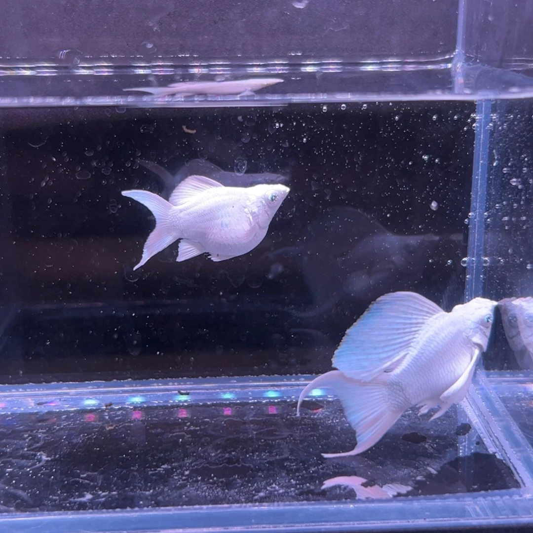 孔雀鱼瓷白玛丽球鱼一对越南原线