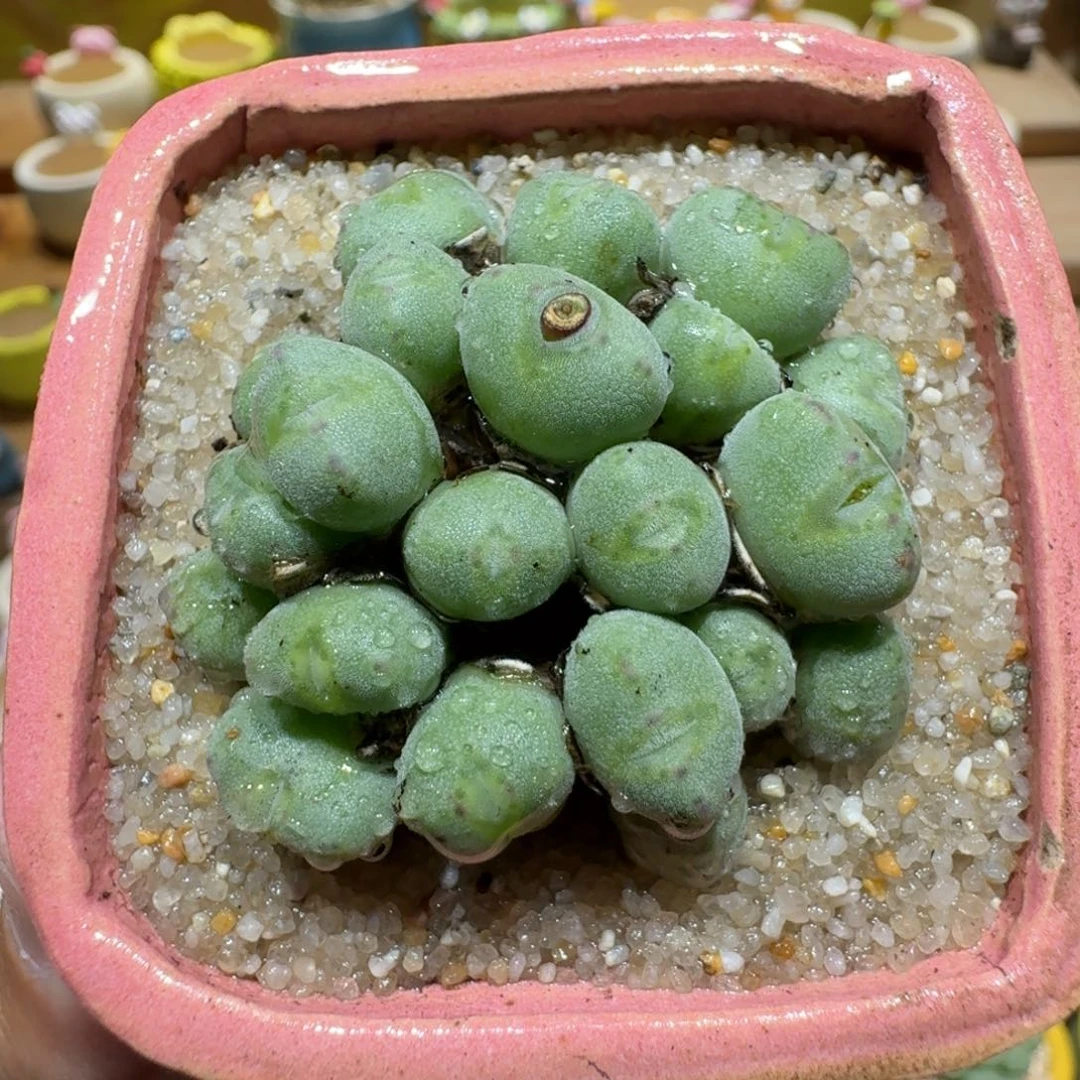 蘑菇1304口迪群多肉植物