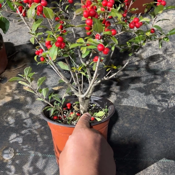 无花朵北美冬青北美冬青