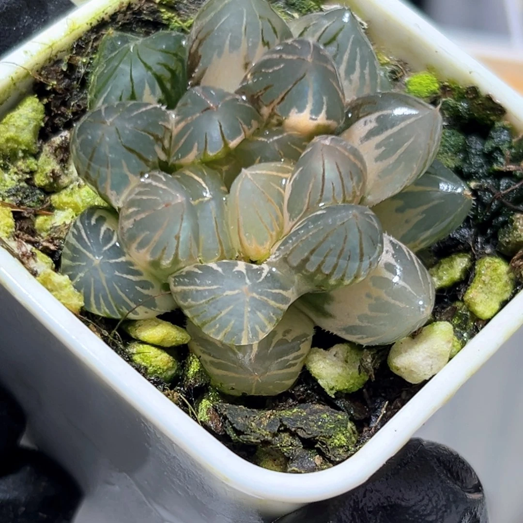 恭喜发财大吉大利0163