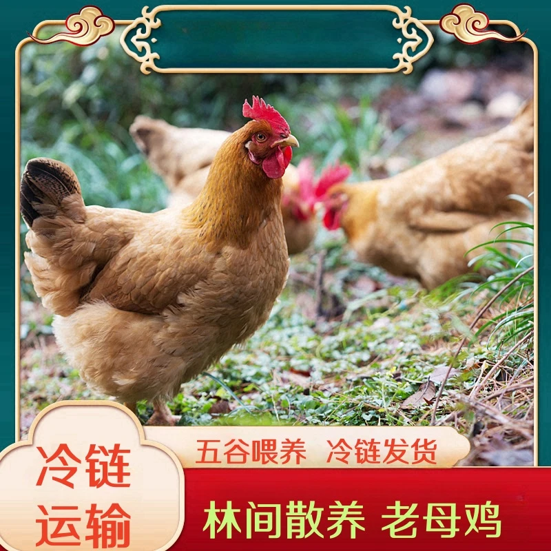 买4送1 到手5只放养2年黄油老母鸡净重10斤 带内脏 京东顺丰包邮