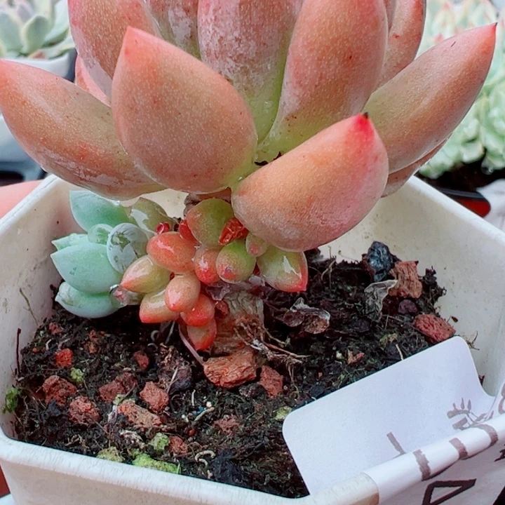 红蜻蜓无心多肉植物