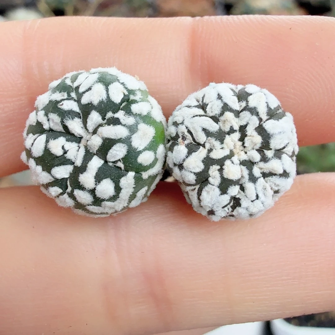 实生奇迹兜两颗裸根发货