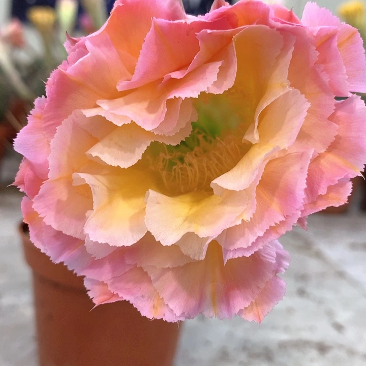 无花朵440彩草 锯齿边