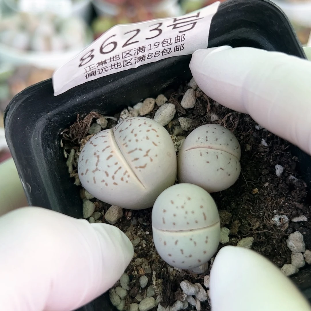 好养易活生石花大母本8623