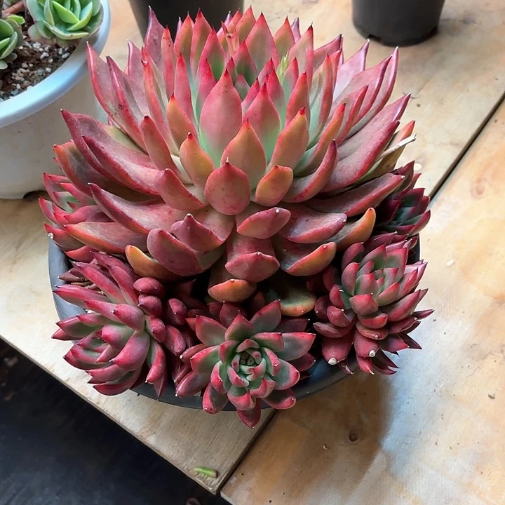 多肉植物，弗兰克