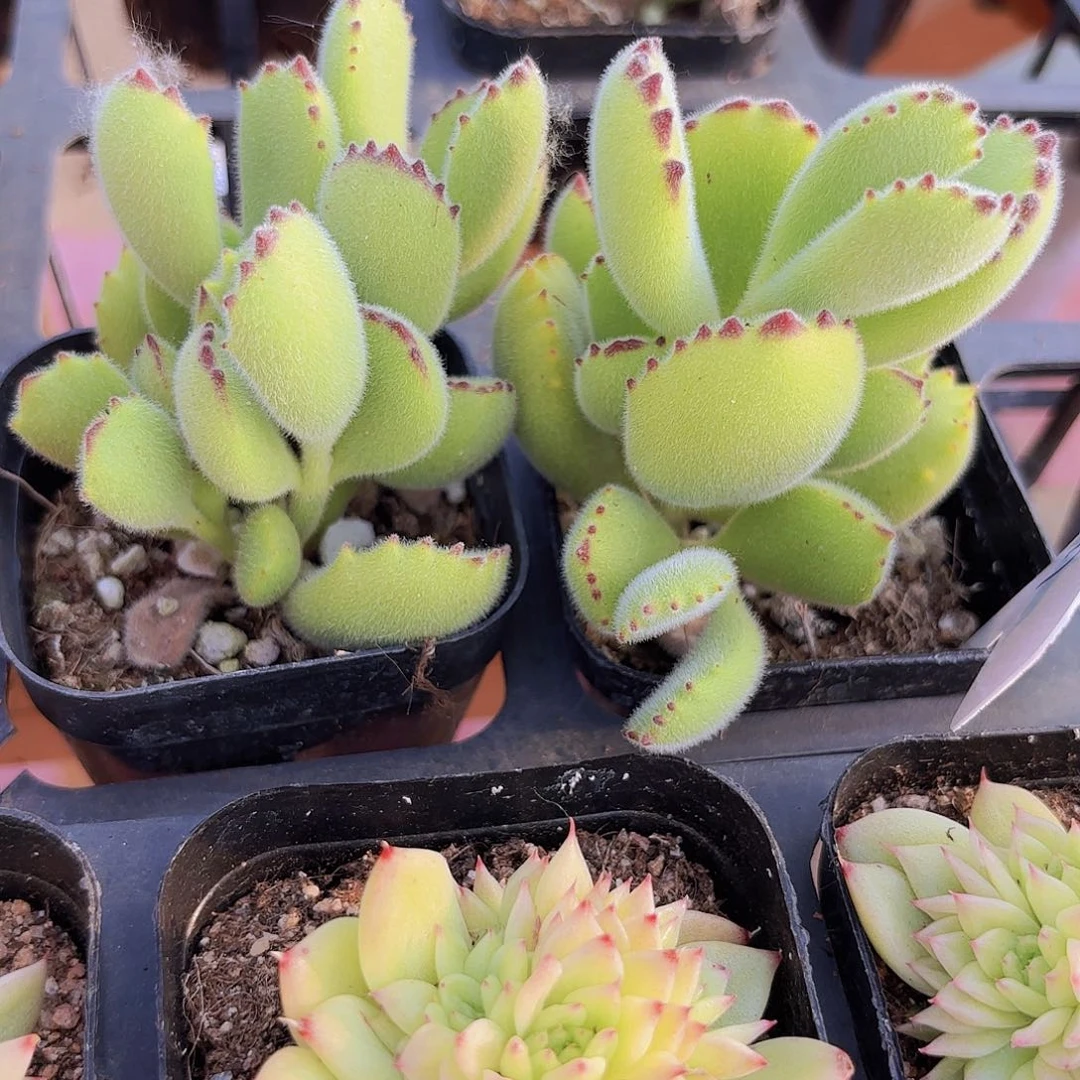 精品熊童子多肉植物