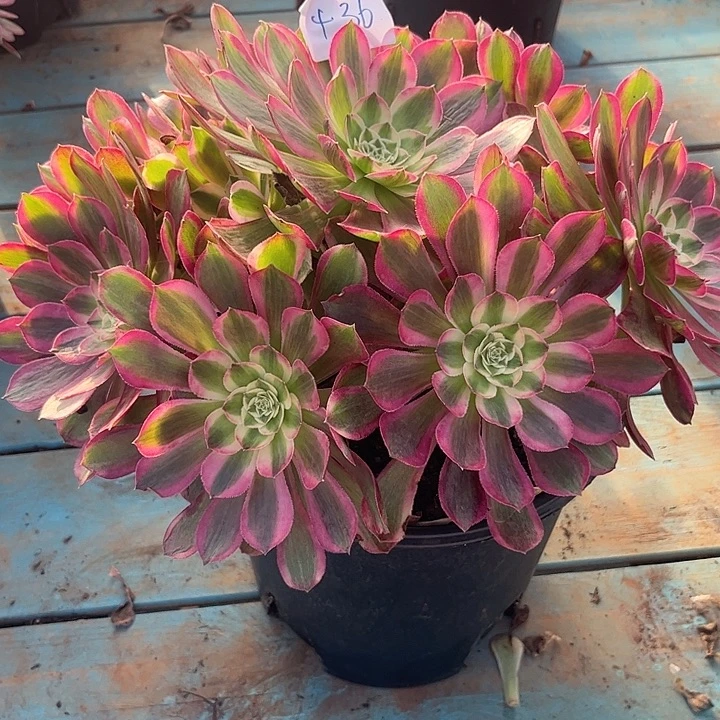 436孔雀翎朵朵开播福利