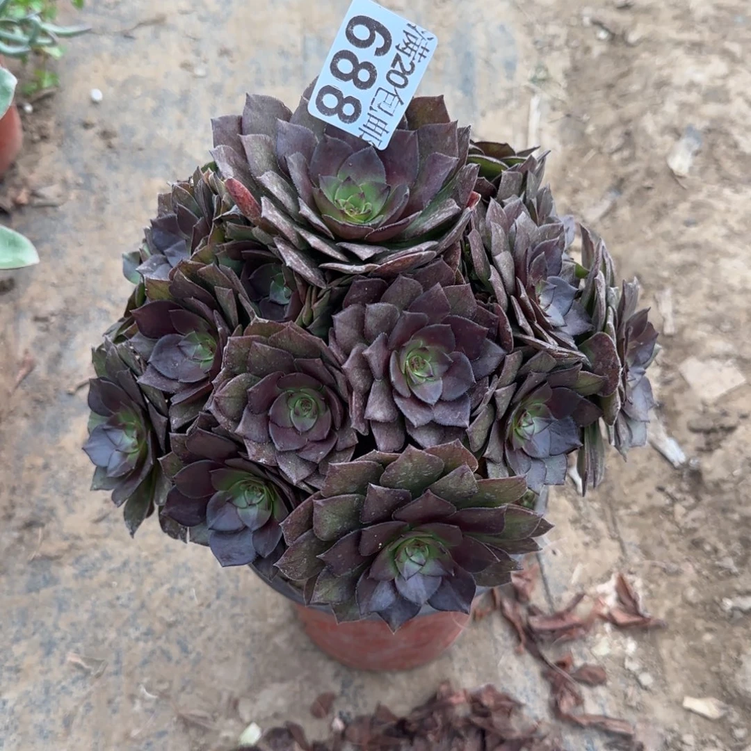 桃花石688满20包邮断枝不包