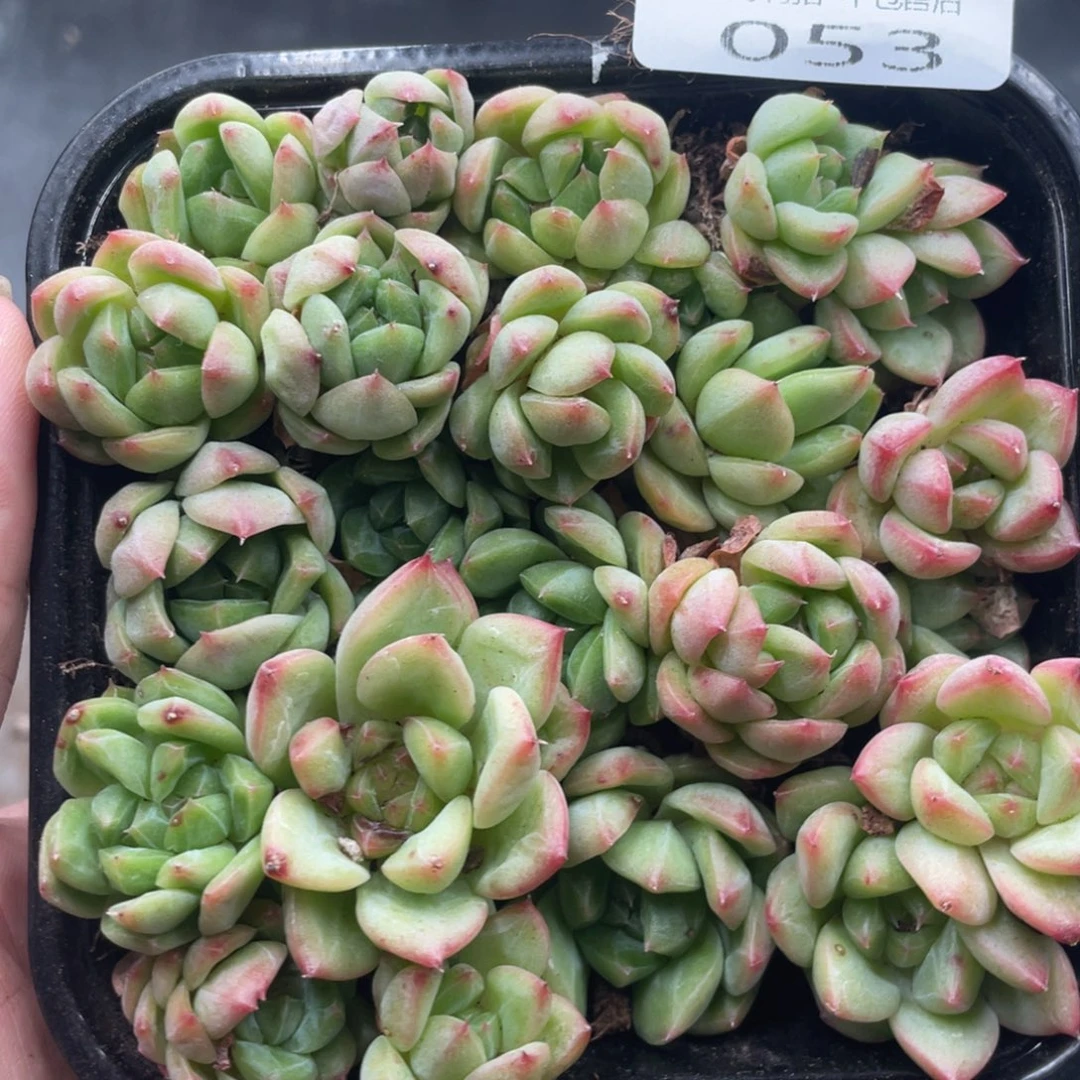 云糖心多肉植物53