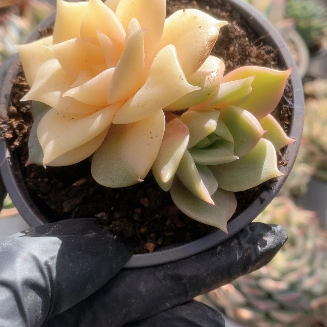 069贝加尔湖锦锦锦锦锦