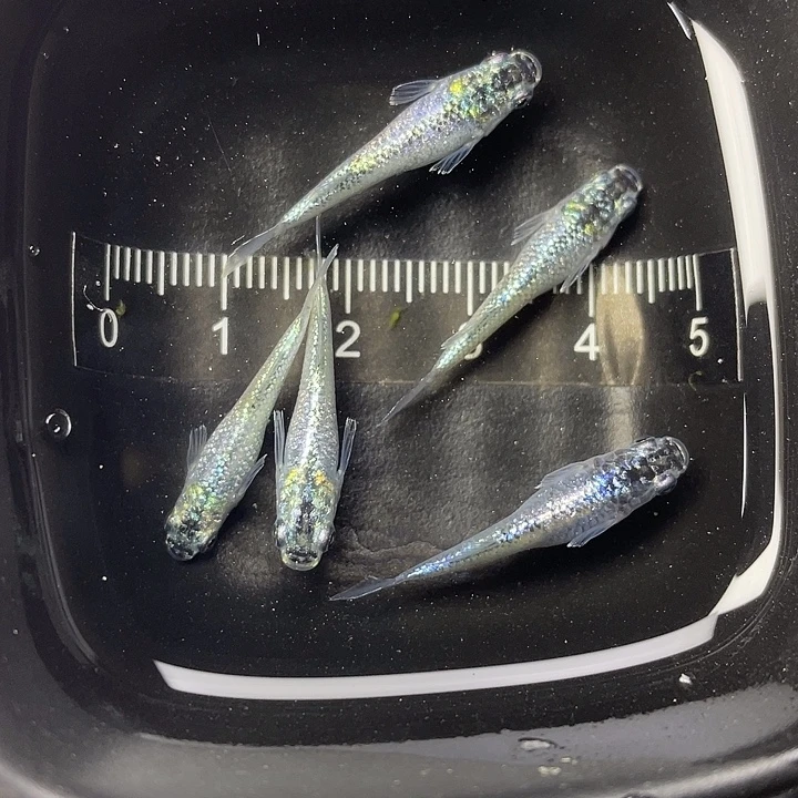 青鳉鱼妖精5条，15号，满15包邮，可叠单