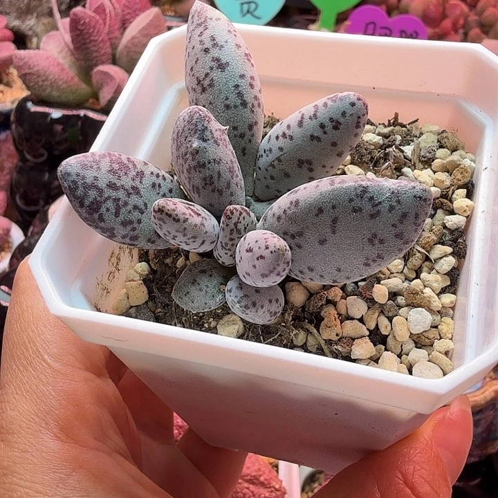 白棒子。