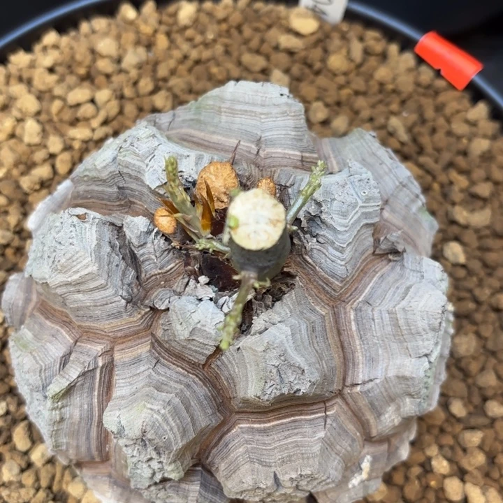 1904精品龟甲龙不退不换