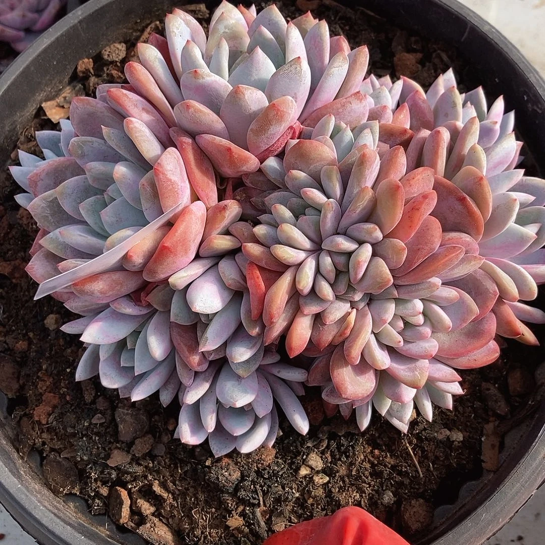 107 一物一拍不退不换