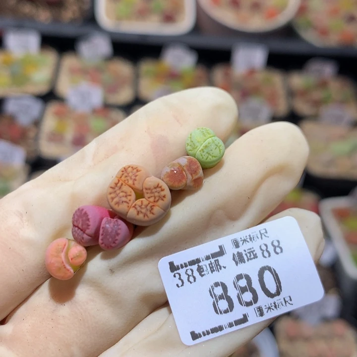 汪****蛋Sss精品生石花880