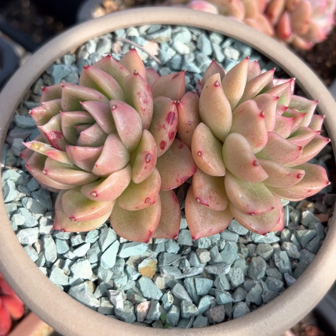 玉杯东云（满38包邮）多肉