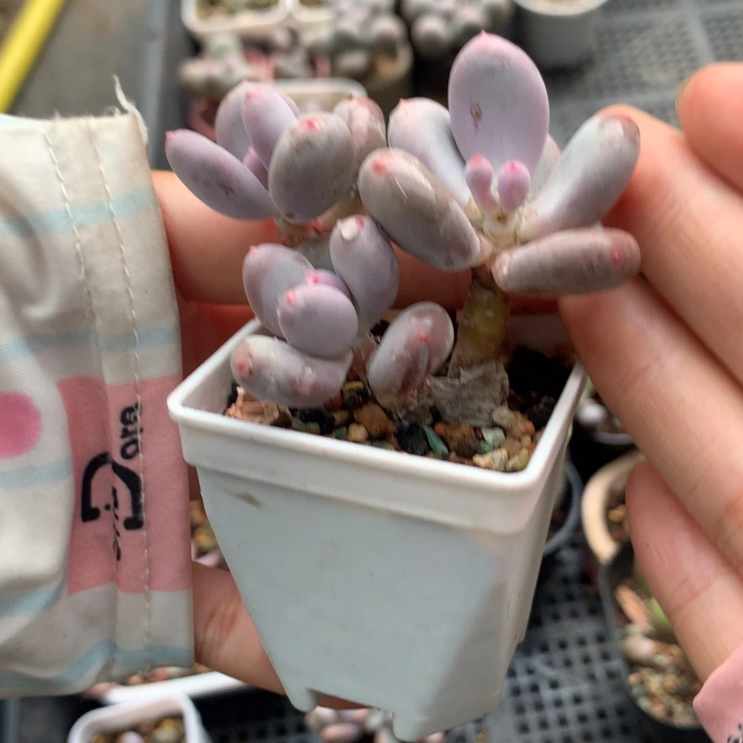 韩国彩虹奶酪多肉彩虹