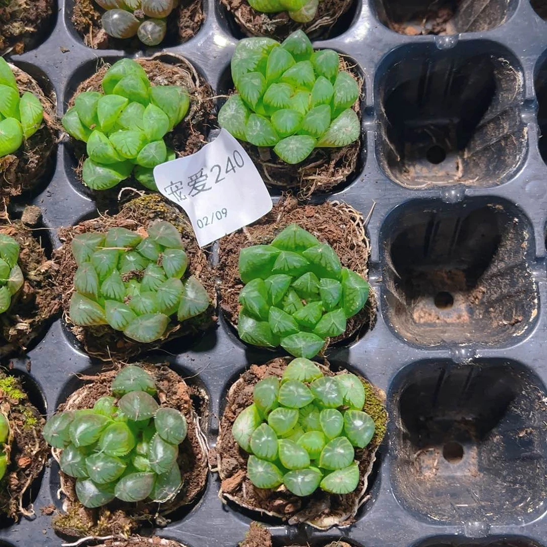 直播福利一物一拍不售后240