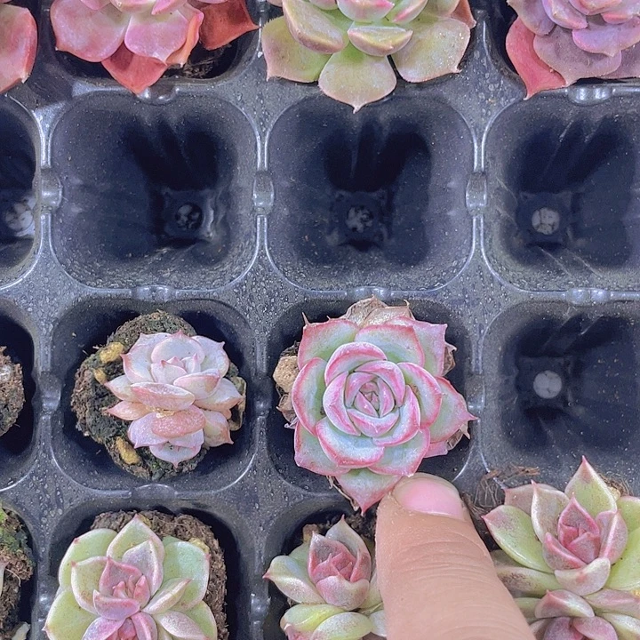 与****侧影【满10颗包邮】