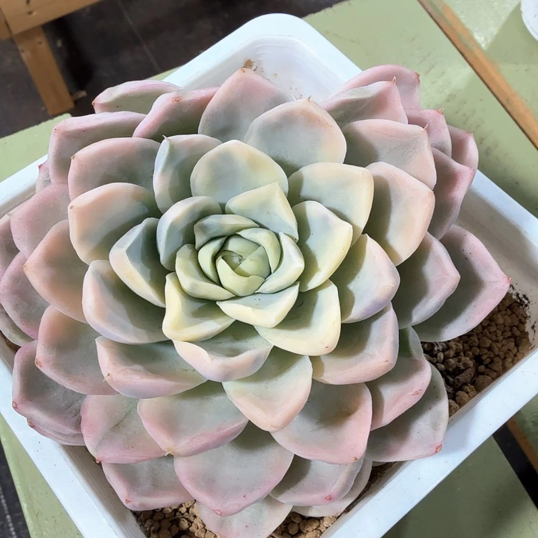 约瑟琳  锦上园艺一物一拍