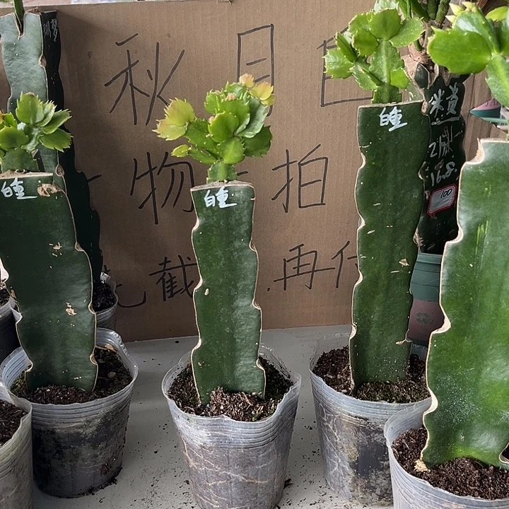 葡***酒当前无花朵，栽培后可花朵白重