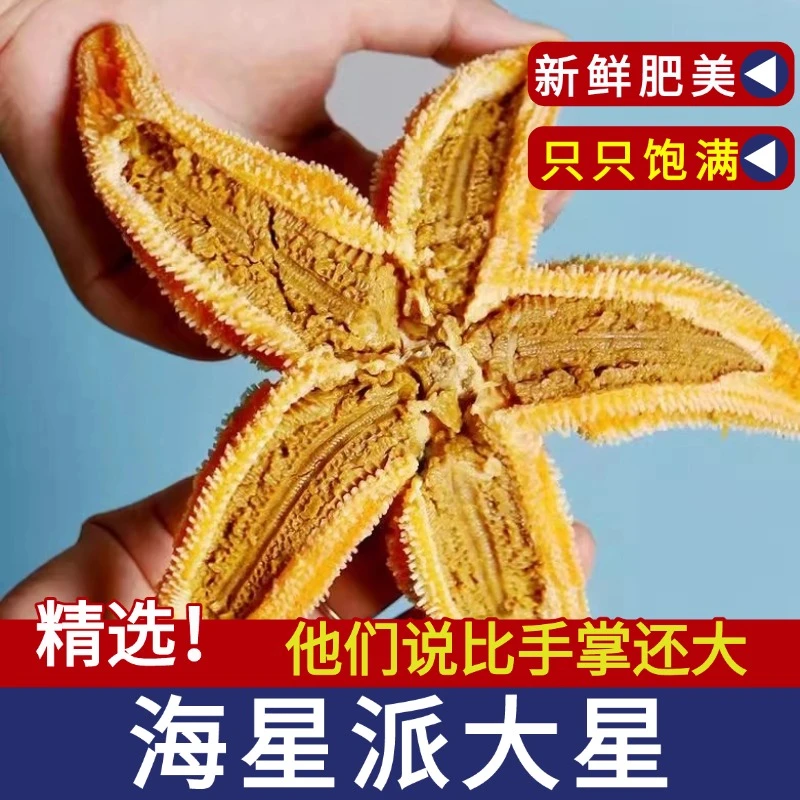 海星鲜活冷冻3斤派大星新鲜熟冻速冻海星满籽海鲜野生食用五角星
