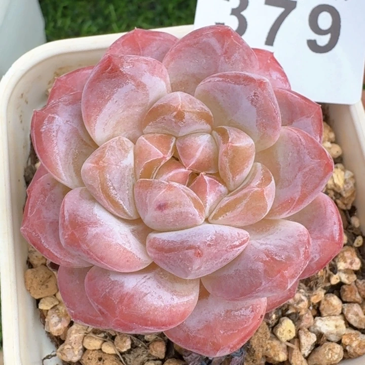 粉魄  开播福利多肉植物