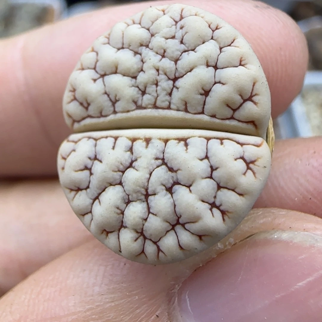 生石花大棚直播13