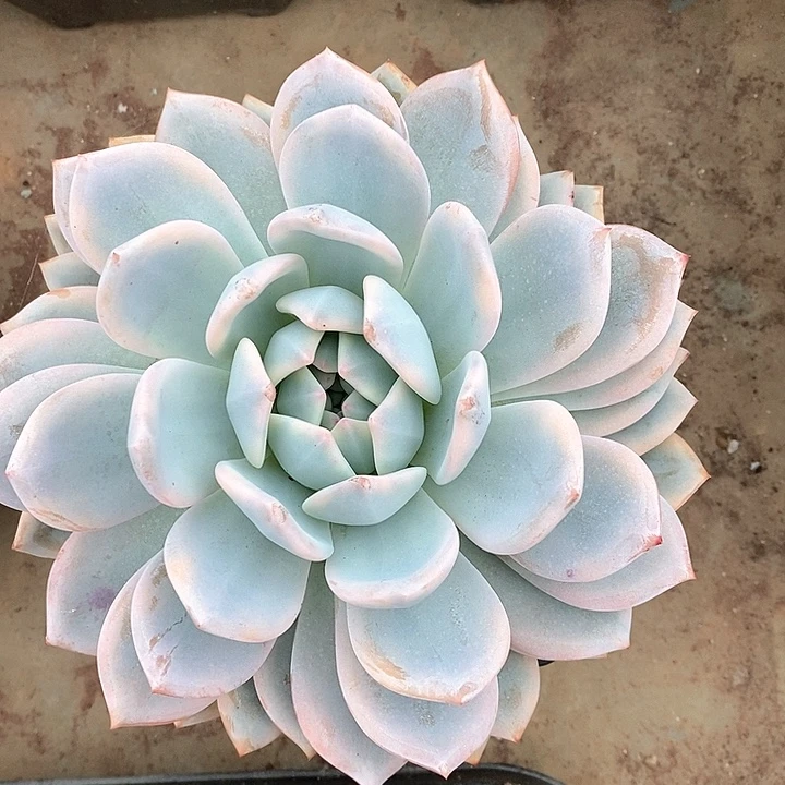 无花朵橙梦露锦叠叶
