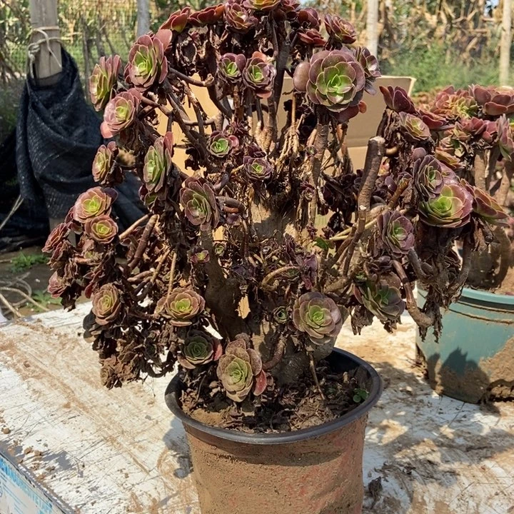 村***花东034欧紫缀化老桩老桩断枝