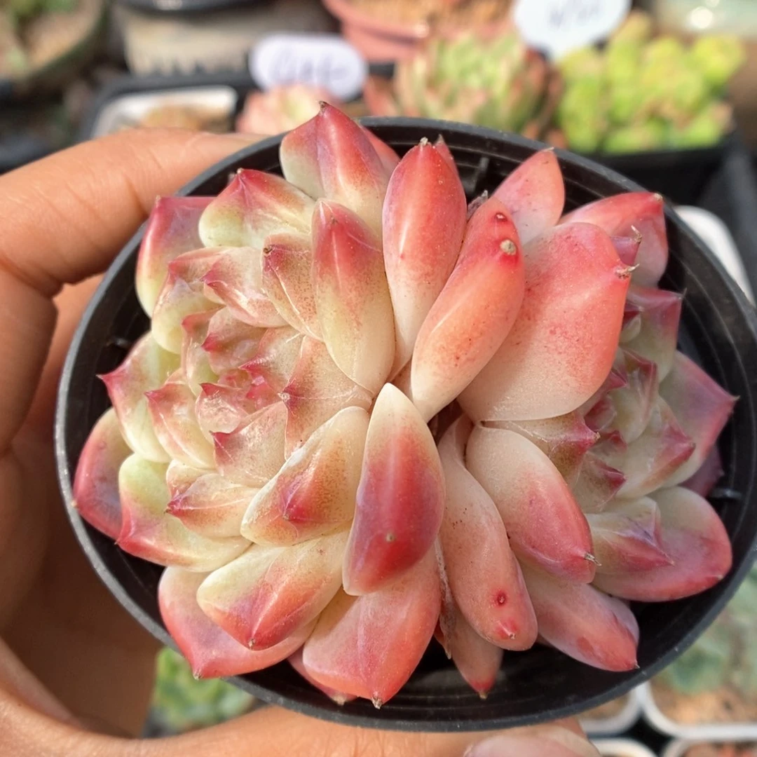 双头糖心冰魄629号。