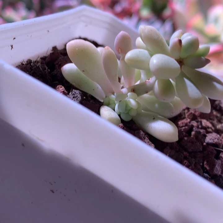 福利洛可可有根有