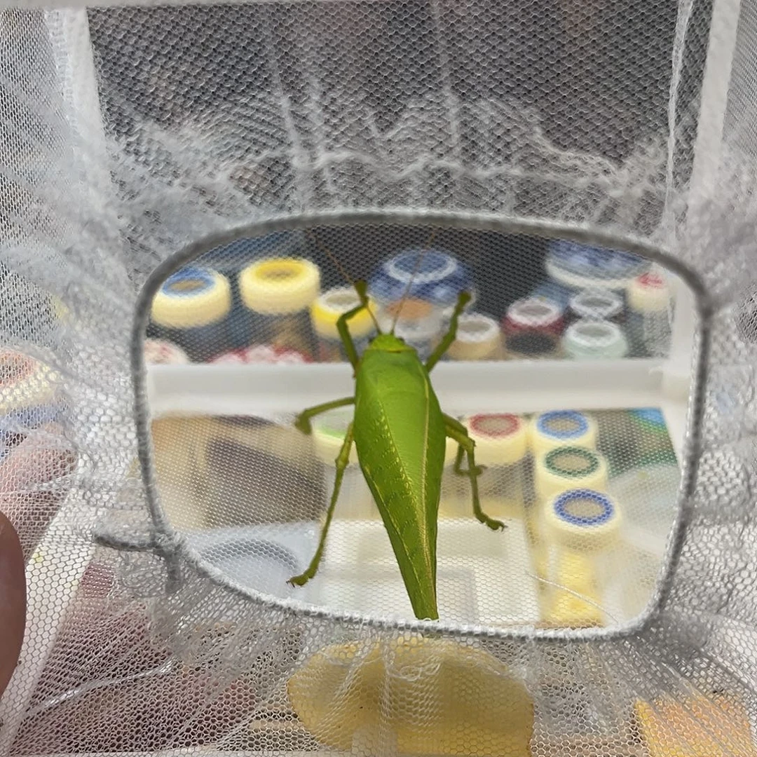 宁***远一条断须巨拟叶螽