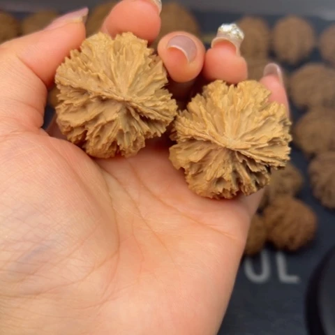 桃核吊坠秦岭山脉野生植物