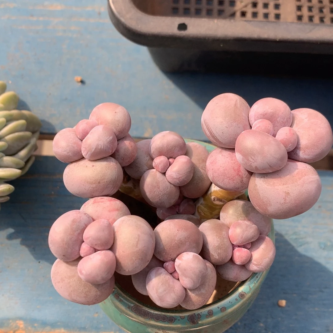 烟美人老桩无砍一物一拍