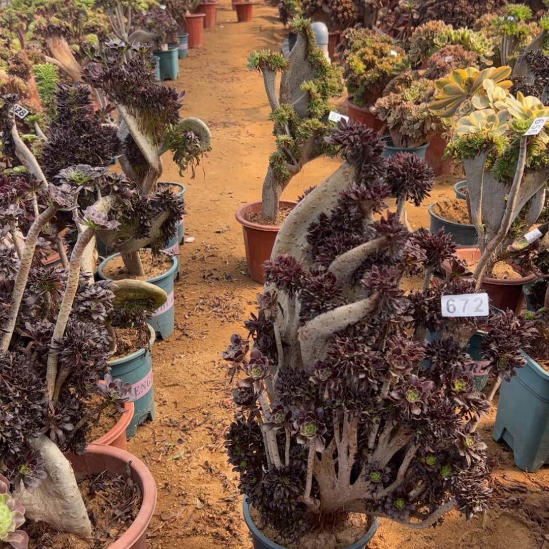 黑缀微瑕疵672高度48厘米
