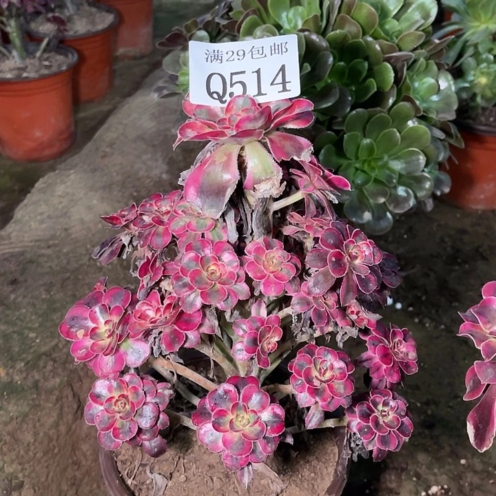 514香奈儿多肉植物