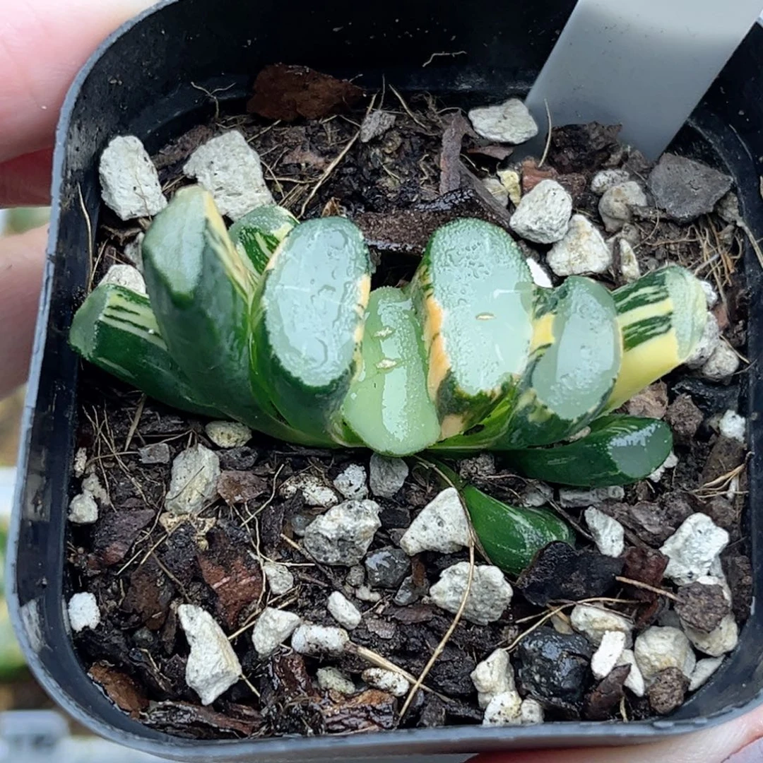 40透镜万象锦福利专场