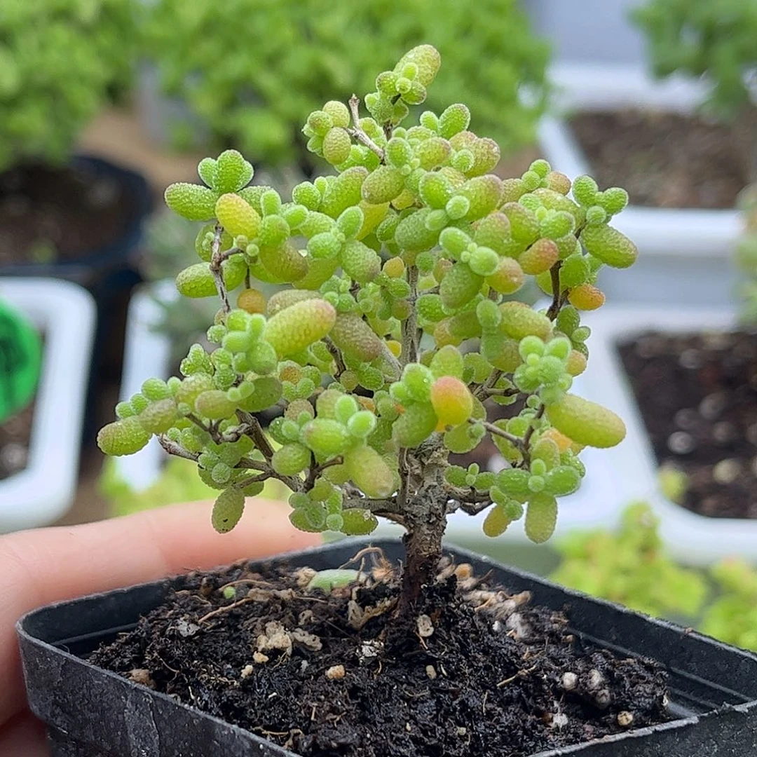 53蜜桔糖球优选枝干