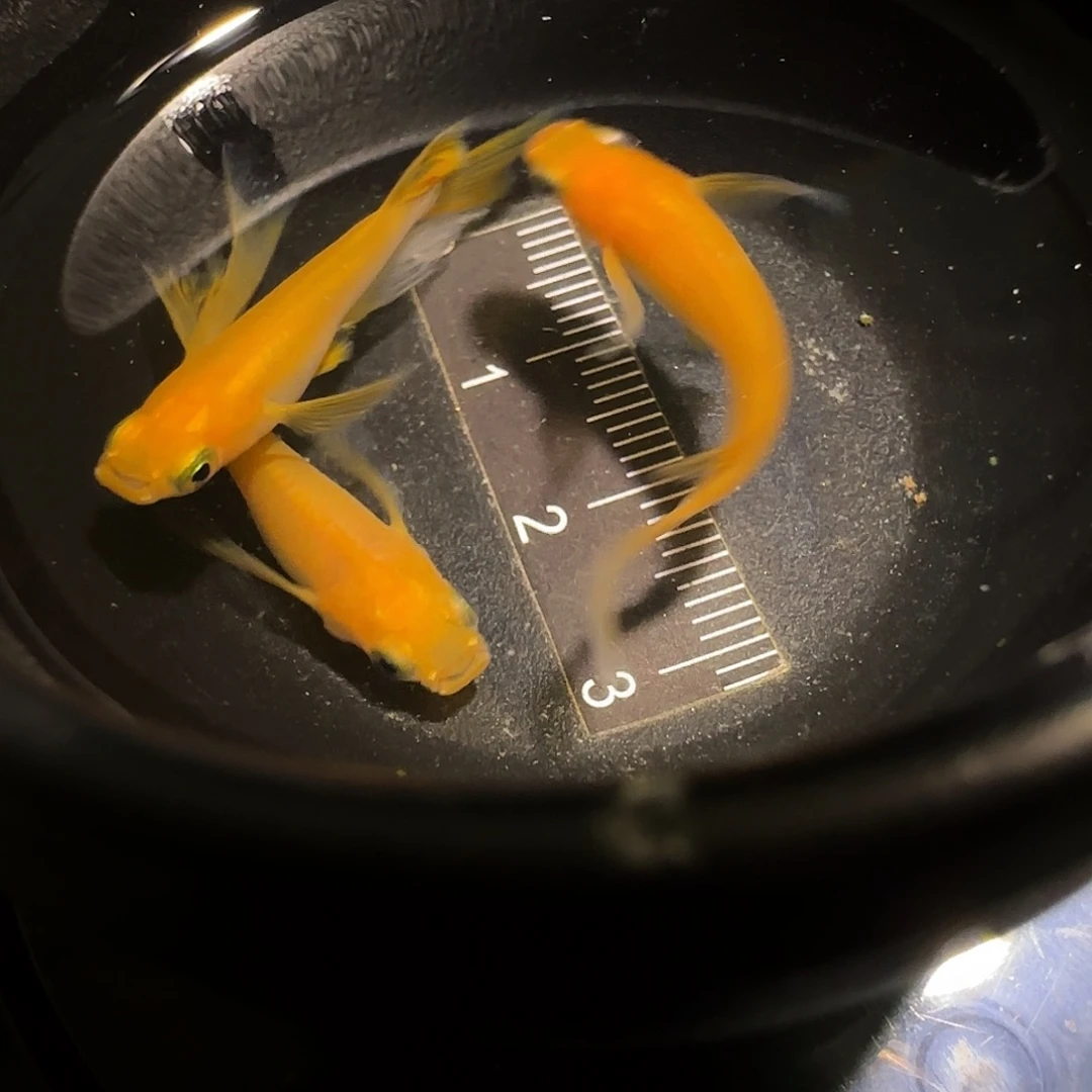 青鳉鱼一物一拍354