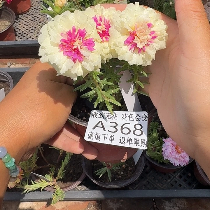 无花朵A368超小苗盆口10cm