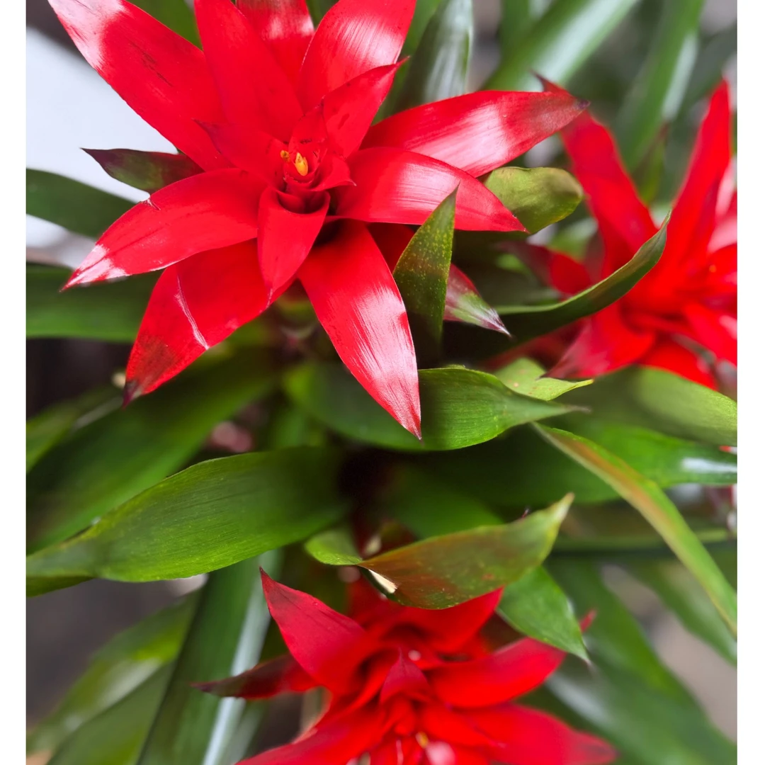 莱【3头鸿运当头】 小盆栽大红星凤梨室内绿植四季开花观花植物窗台