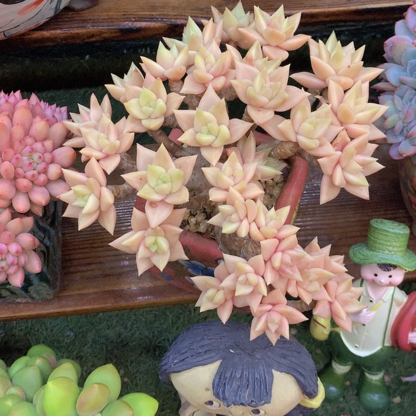 【闪购商品】彩虹表丽娜