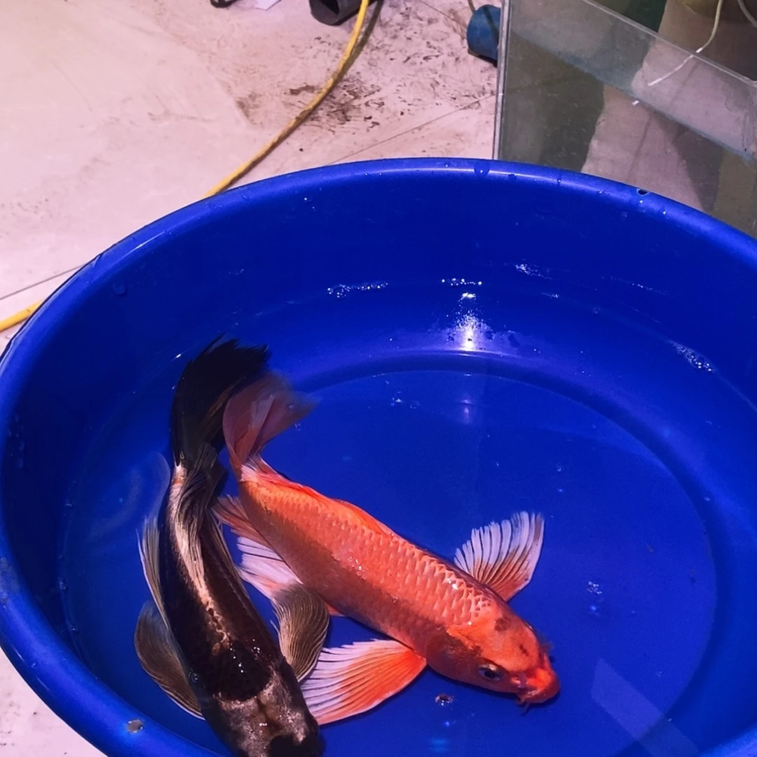 蝴蝶鲤鱼2条火风玛雅蝴蝶