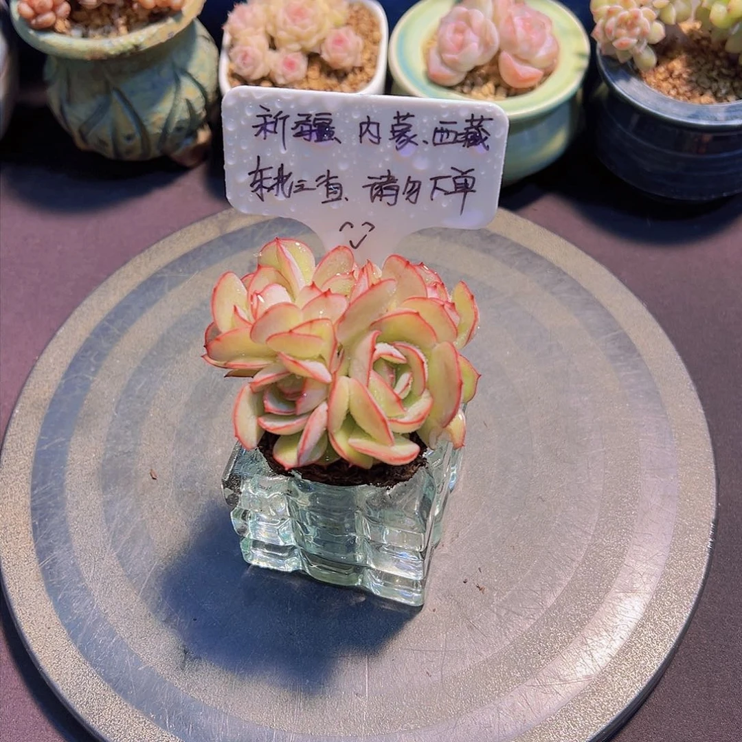 牡丹亭，裸根发货，