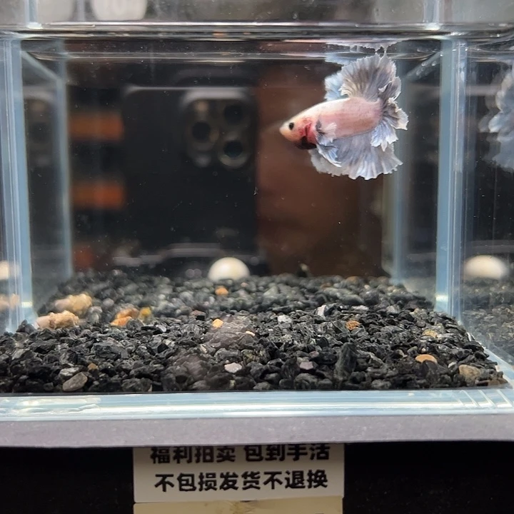 斗鱼竞拍跑单拉黑23日104