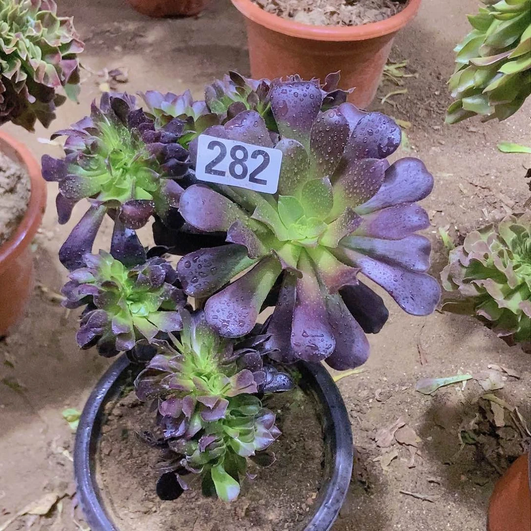 282欧紫缀老板子