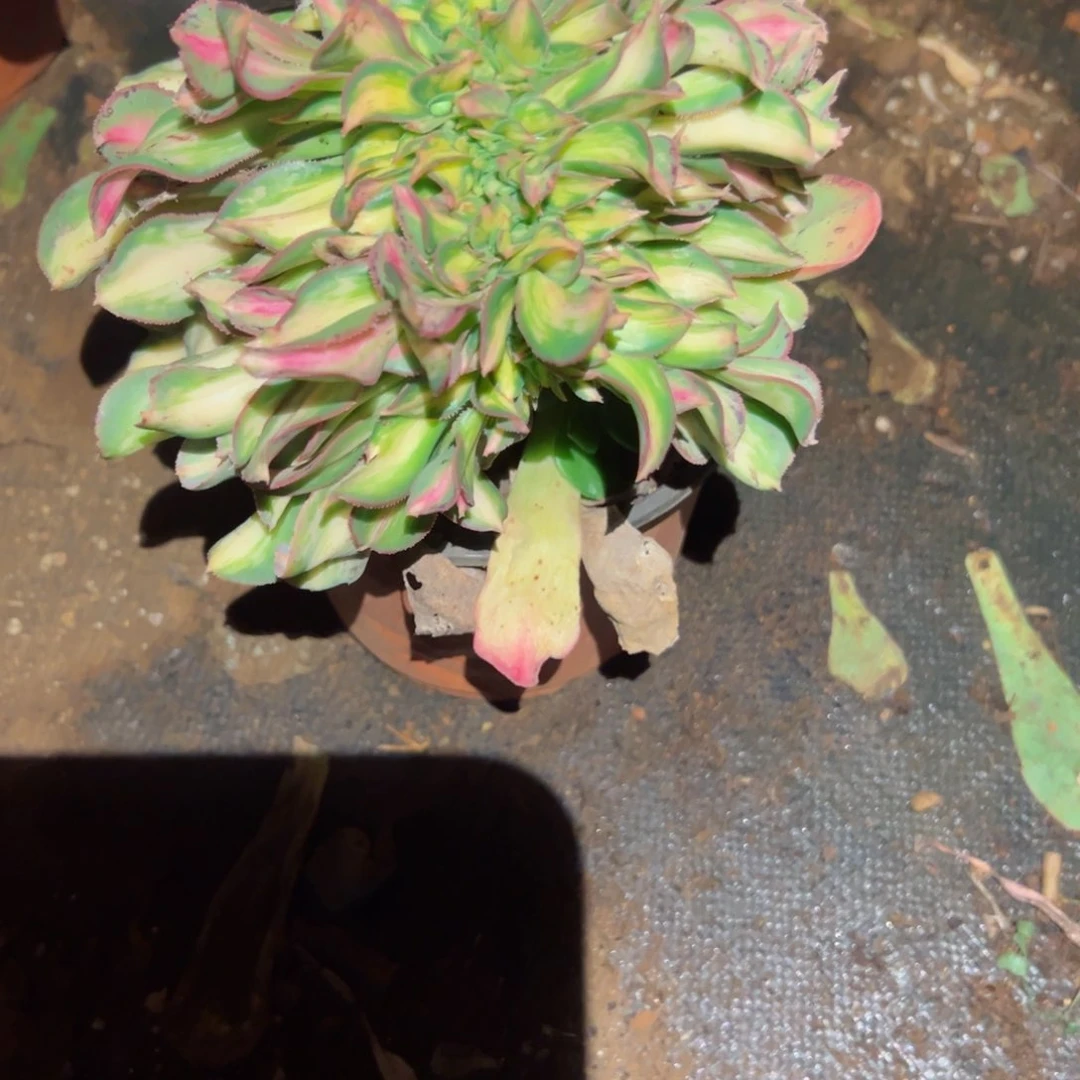 327 号多肉植物新年