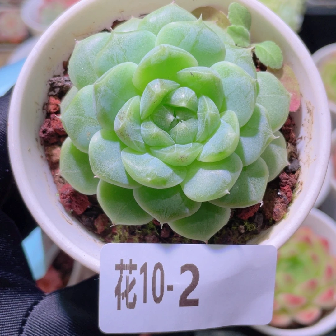 花利美10-2麦秆单头